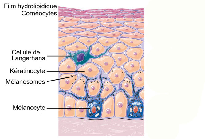 epiderme hydratation