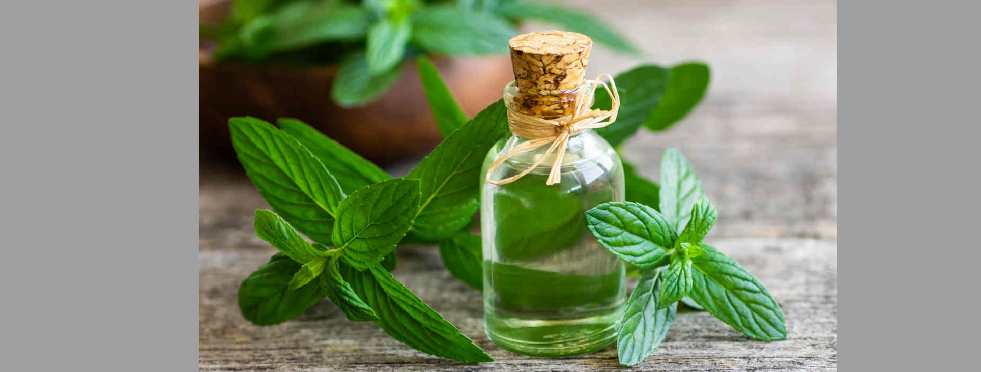 L'huile essentielle de Menthe poivrée, l'indispensable de la maison !